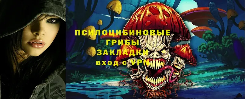 Псилоцибиновые грибы Psilocybe Кстово